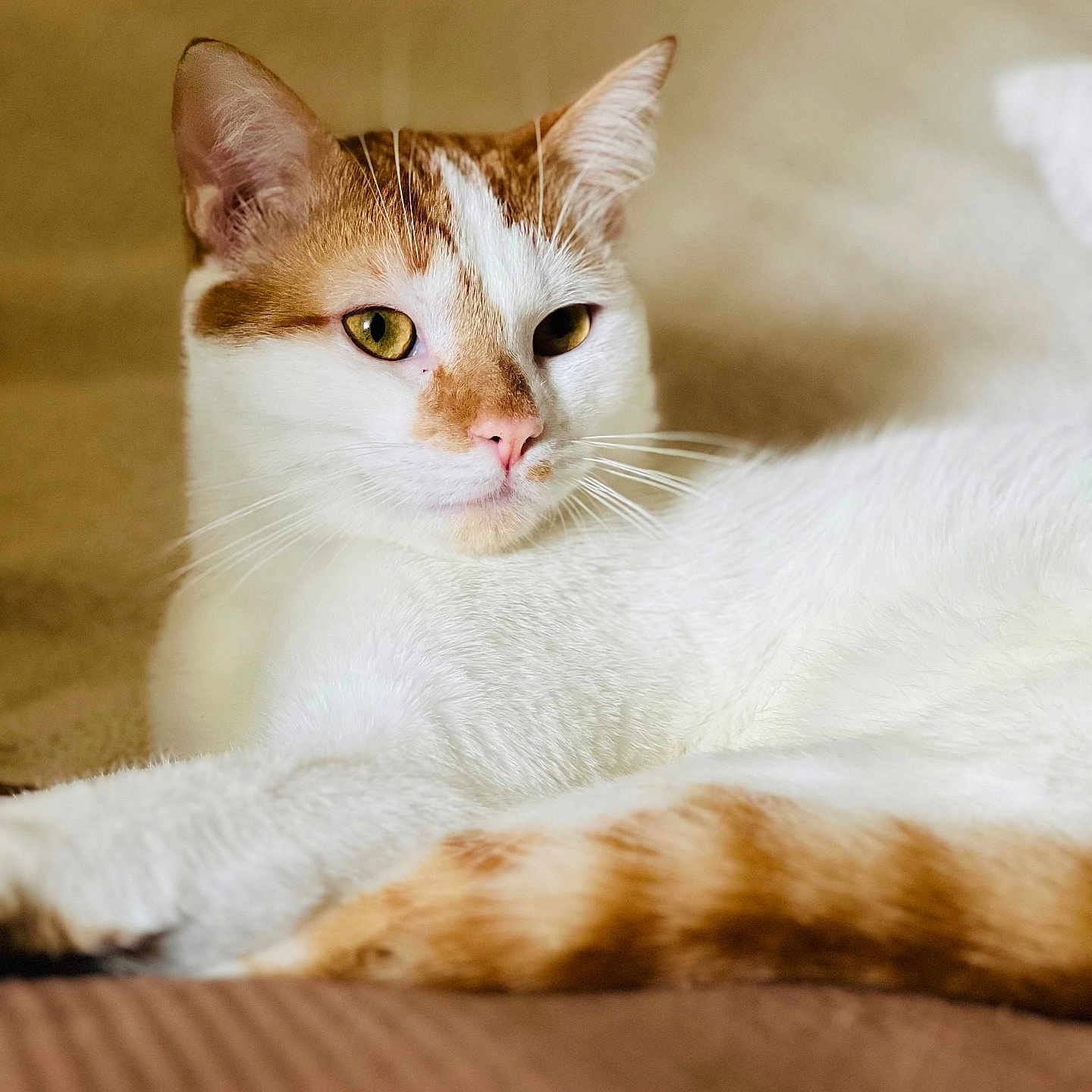 Nemo a rejoint le concours — aidez-le/la à gagner de superbes lots ! abyssinian, angora, animal, blanket, cat, couch, furniture, hardwood, kitten, manx, person, pet, siamese, sleeping, wood