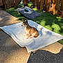 dog, chihuahua, blanket, outdoor, patio, sunlight, shadow, fence, grass, rake, toy, cornhole_board, small_dog, pet, resting, sunny, brown_dog, quiet, daytime, backyard