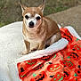 dog, chihuahua, small_dog, pet, animal, blanket, halloween, pumpkin_pattern, outdoor, grass, sidewalk, cute, fur, ears, sitting, cozy, portrait, daylight, expression, companion
