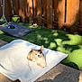 dog, small_dog, tan_dog, blanket, outdoor, backyard, wooden_fence, artificial_grass, sunlight, shadow, toy, pet, relaxing, cozy, daylight, animal, canine, resting, nature, comfort
