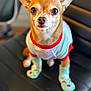 dog, chihuahua, clothing, booties, pet, animal, chair, indoor, cute, small_dog, fur, ears, eyes, nose, seat, leather, looking_up, wearing_clothes, domestic_animal, pet_accessories