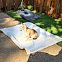 dog, chihuahua, blanket, sunlight, outdoor, fence, grass, artificial_turf, soccer_ball, rake, pet, small_dog, sunny, shadow, concrete, wood, resting, animal, backyard, daytime