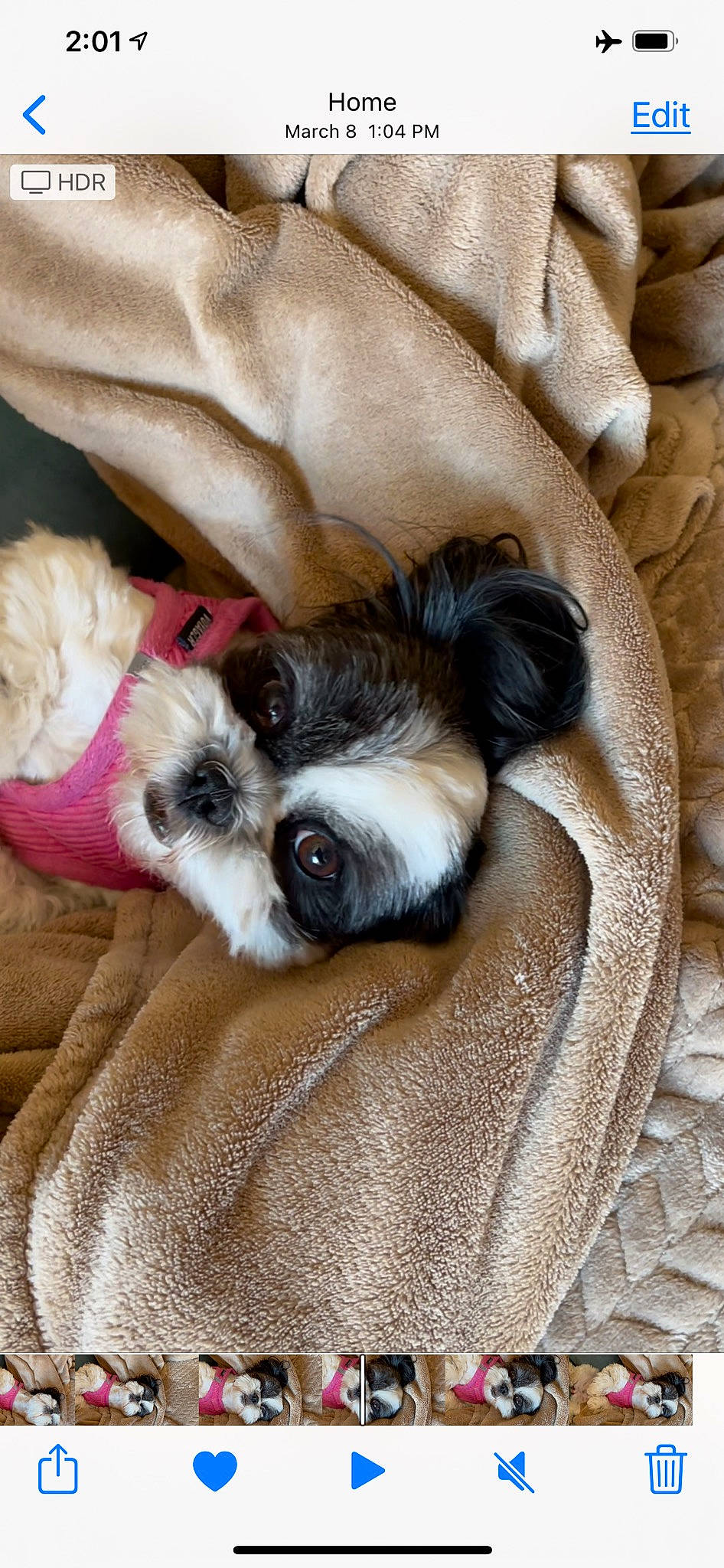 Bella is registered to the contest to win money with this photo: canidae, carnivore, claw, comfort, companion_dog, dog, dog_breed, dog_supply, fawn, felidae, fur, grey, linens, nap, paw, snout, sporting_group, toy_dog, whiskers, working_animal