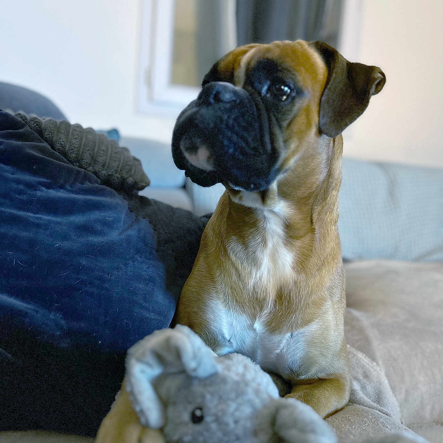 Ted