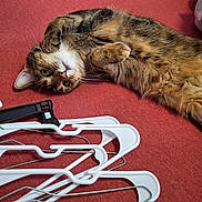 Millie joined the competition — help win amazing prizes! cat, tabby, pet, animal, indoor, fabric, hanger, white, metal, paw, fur, cute, relaxed, playful, lying_down, red, soft, whiskers, eye, cozy