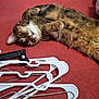 cat, tabby, pet, animal, indoor, fabric, hanger, white, metal, paw, fur, cute, relaxed, playful, lying_down, red, soft, whiskers, eye, cozy