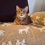 Millie is registered to the contest to win money with this photo: cat, tabby, animal, pet, feline, blanket, reindeer_pattern, cozy, indoor, resting, cute, whiskers, ears, fur, sitting, looking, portrait, soft, comfort, couch