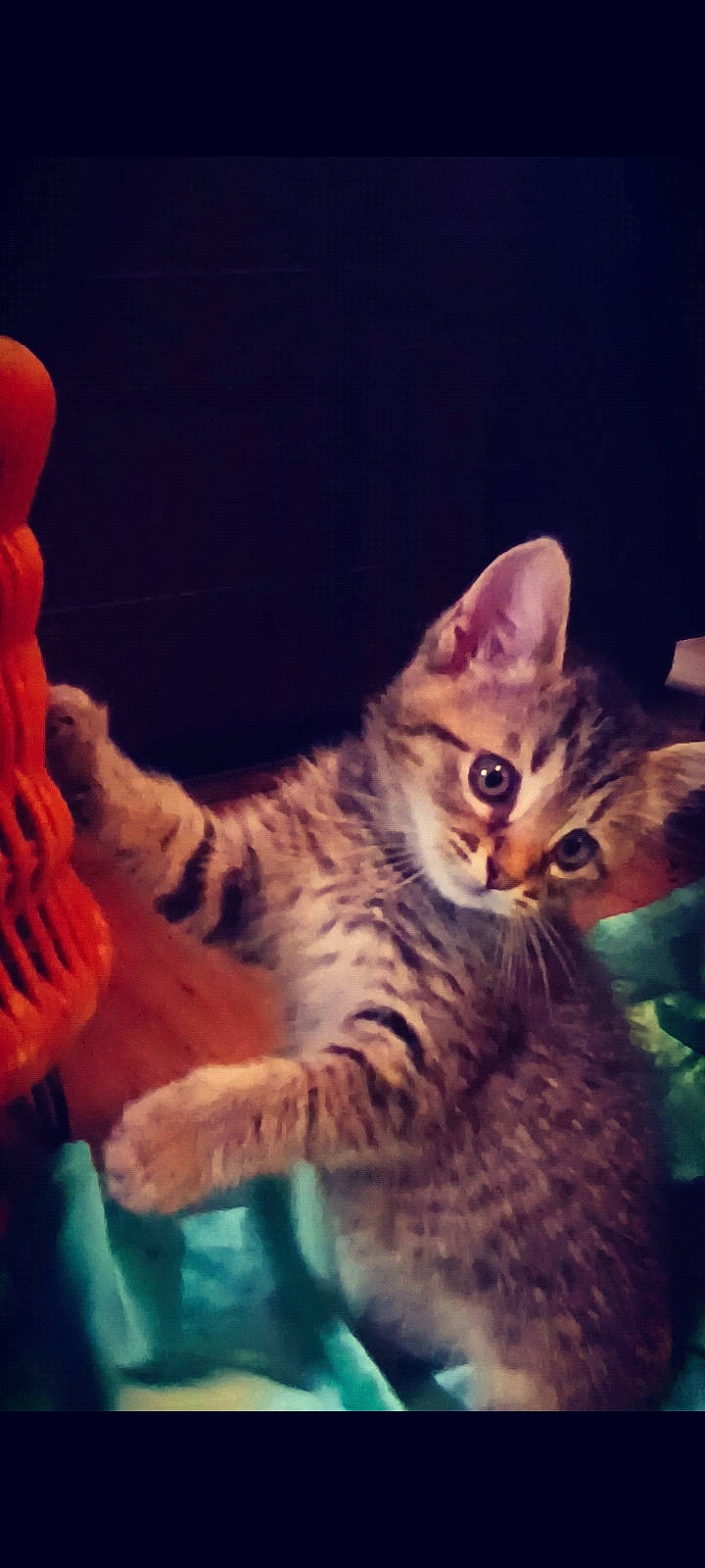 Jack And Cici joined the competition — help win amazing prizes! carnivore, cat, cloud, comfort, domestic_short_haired_cat, ear, electric_blue, eye, felidae, head, mammal, organism, paw, sky, small_to_medium_sized_cats, snout, tail, vertebrate, whiskers, wildlife