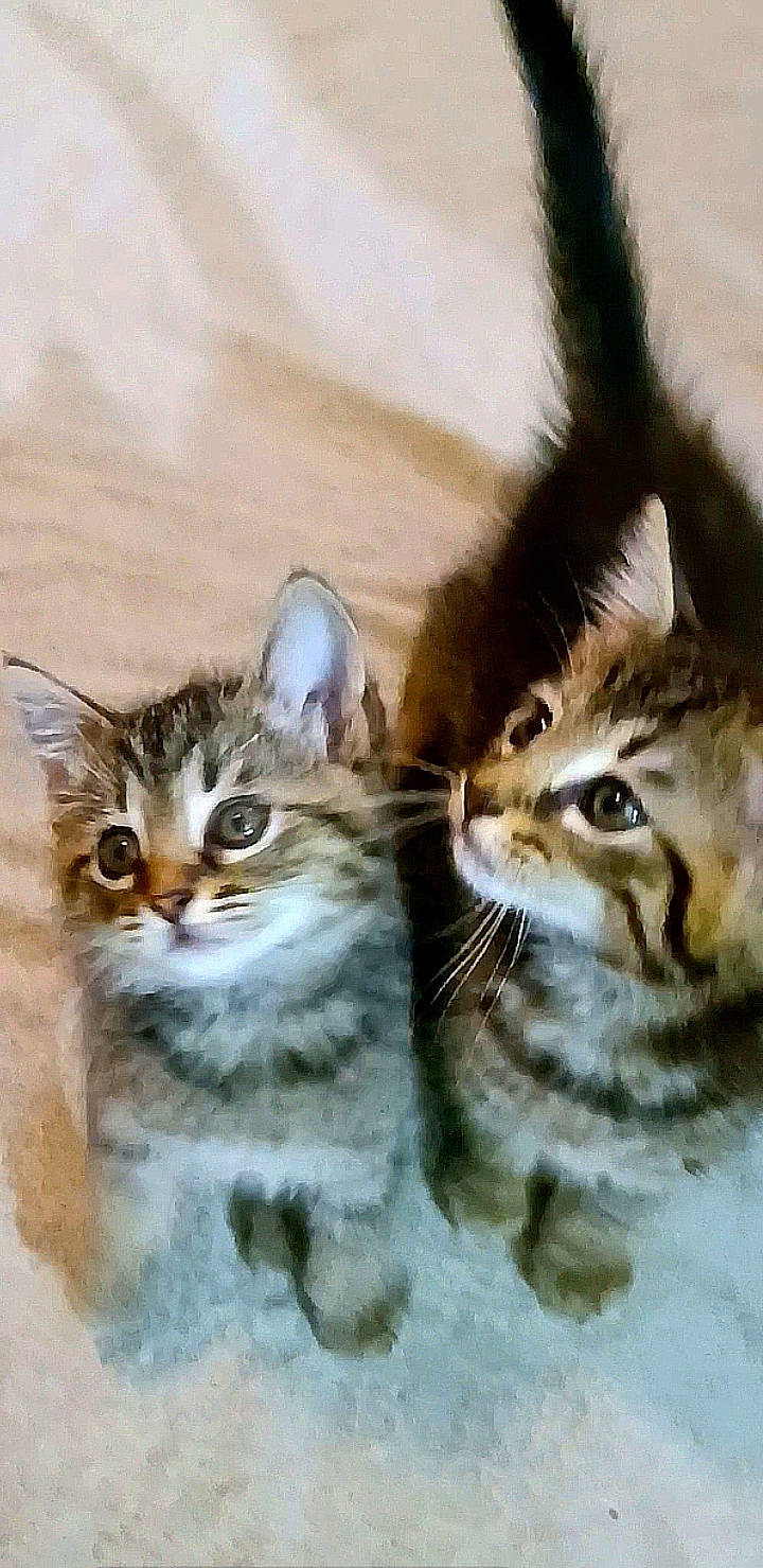 Jack And Cici joined the competition — help win amazing prizes! carnivore, cat, claw, domestic_short_haired_cat, door, fawn, felidae, fur, gesture, organism, paw, photo_caption, small_to_medium_sized_cats, snout, tail, terrestrial_animal, whiskers, wildlife