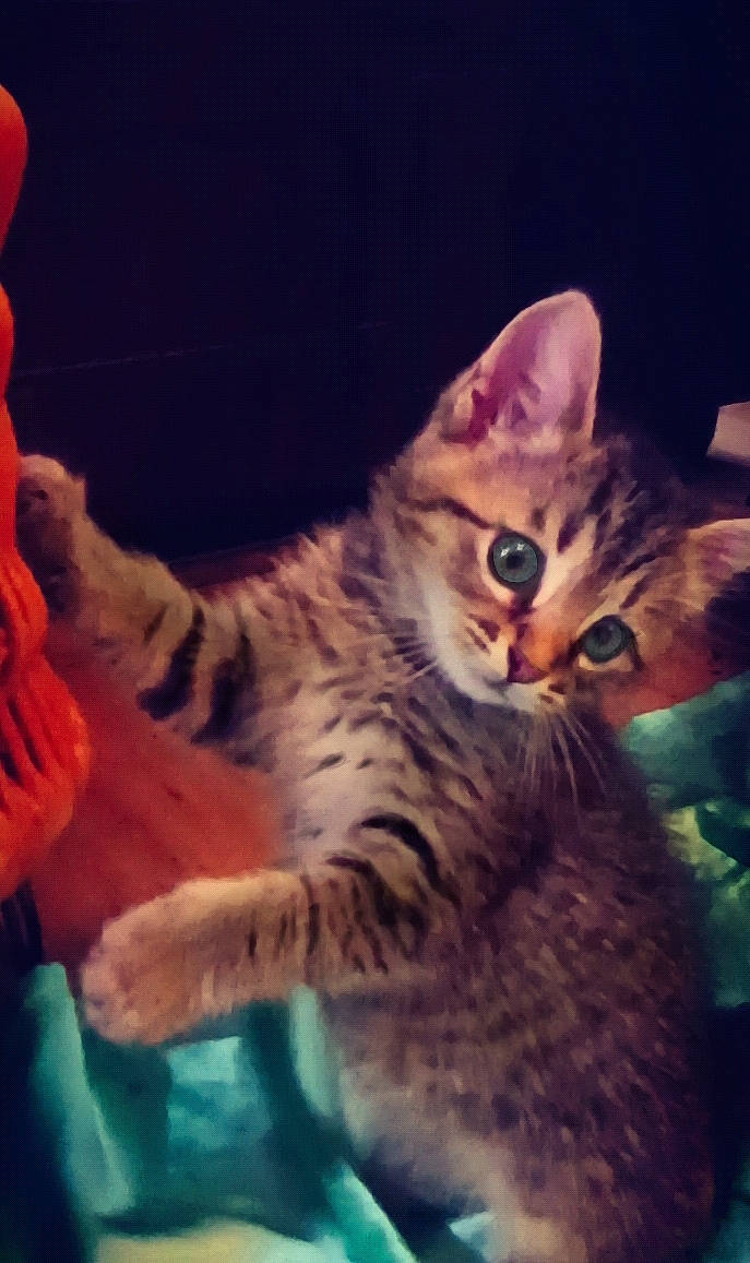 Jack And Cici is registered to the contest to win money with this photo: carnivore, cat, claw, cloud, comfort, darkness, domestic_short_haired_cat, eye, felidae, fur, meteorological_phenomenon, night, organism, paw, small_to_medium_sized_cats, snout, tail, terrestrial_animal, whiskers, wildlife