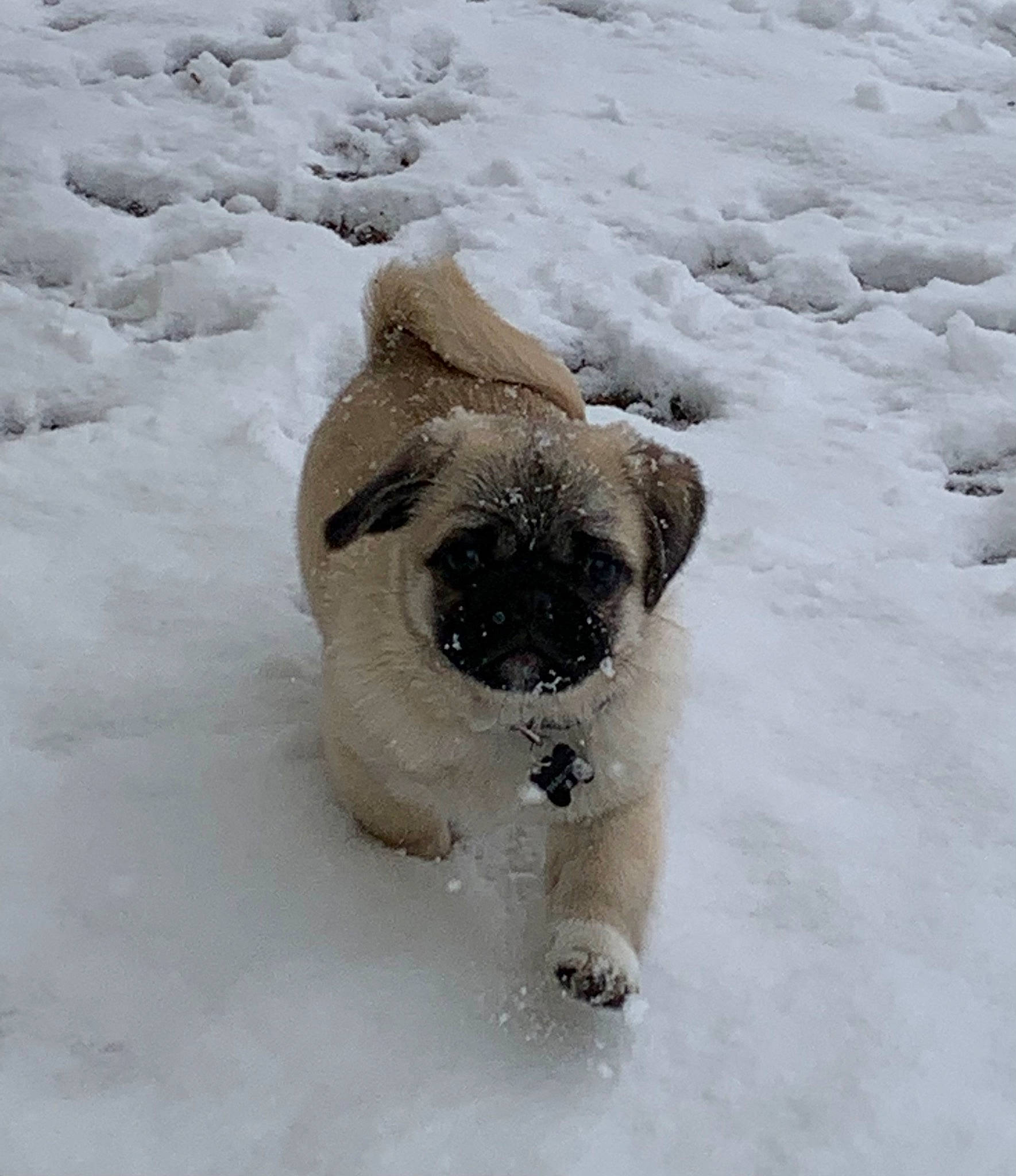 Chapo is registered to the contest to win money with this photo: carnivore, claw, companion_dog, dog, dog_breed, freezing, fur, hoary_marmot, mammal, paw, precipitation, small_terrier, snout, snow, tail, terrier, toy_dog, whiskers, winter, working_animal