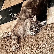 Yüna participe au concours pour gagner de l'argent avec cette photo : cat, gray_cat, fluffy, carpet, floor, tile_floor, black_and_white, relaxed, yellow_eyes, pet, indoor, feline, lying_down, close_up, whiskers, ears, paw, striped, domestic_cat, fur