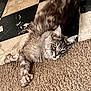 cat, gray_cat, fluffy, carpet, floor, tile_floor, black_and_white, relaxed, yellow_eyes, pet, indoor, feline, lying_down, close_up, whiskers, ears, paw, striped, domestic_cat, fur