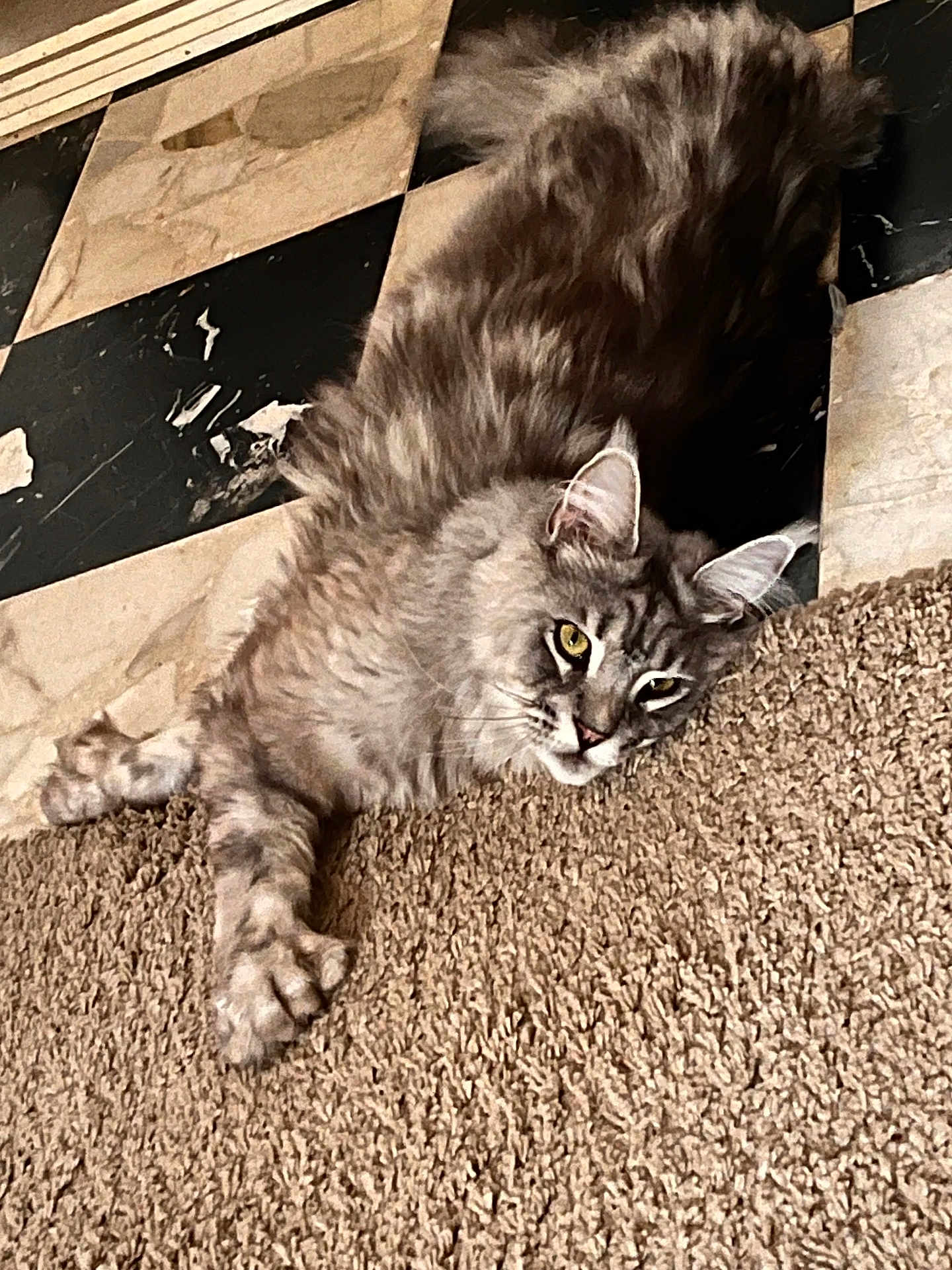 Yüna participe au concours pour gagner de l'argent avec cette photo : cat, gray_cat, fluffy, carpet, floor, tile_floor, black_and_white, relaxed, yellow_eyes, pet, indoor, feline, lying_down, close_up, whiskers, ears, paw, striped, domestic_cat, fur