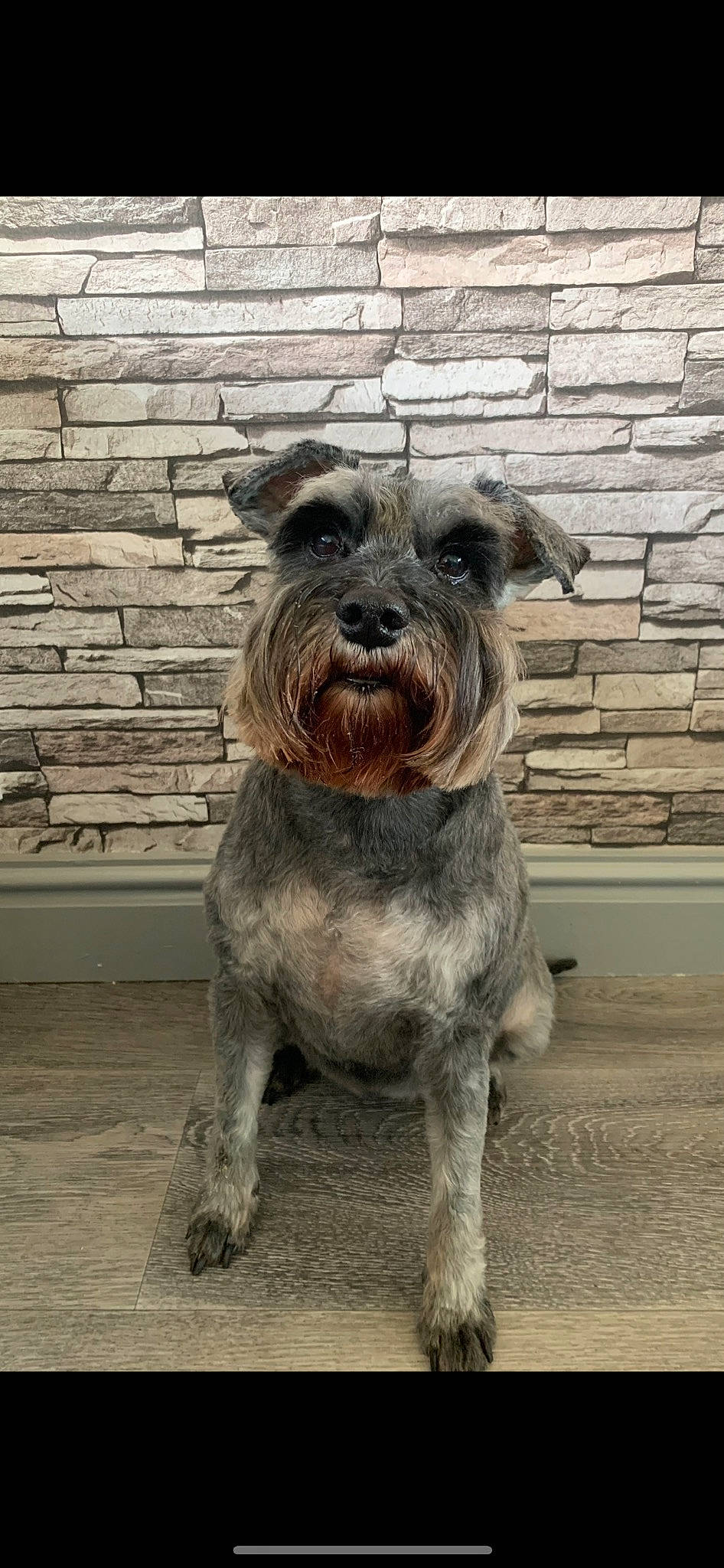 Leia-may is registered to the contest to win money with this photo: art, canidae, carnivore, companion_dog, dog, dog_breed, fawn, fur, liver, schnauzer, small_terrier, snout, sporting_group, standard_schnauzer, terrier, toy_dog, wood, working_animal, working_terrier
