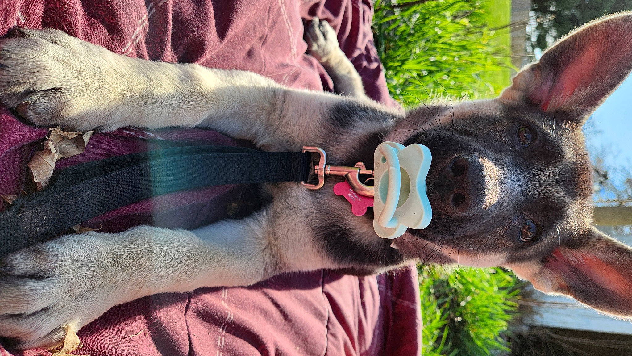 Zelda joined the competition — help win amazing prizes! canidae, carnivore, collar, companion_dog, dog, dog_breed, dog_collar, ear, fawn, fur, grass, liver, plant, snout, sporting_group, tail, terrestrial_animal, tree, whiskers, working_animal