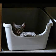 Kitty joined the competition — help win amazing prizes! cat, tabby, pet, animal, relaxed, container, white, paw, indoor, floor, curious, feline, looking, resting, plastic, domestic, small, cozy, quiet, home