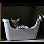 cat, tabby, pet, animal, relaxed, container, white, paw, indoor, floor, curious, feline, looking, resting, plastic, domestic, small, cozy, quiet, home