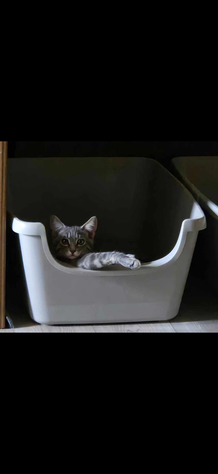 Kitty