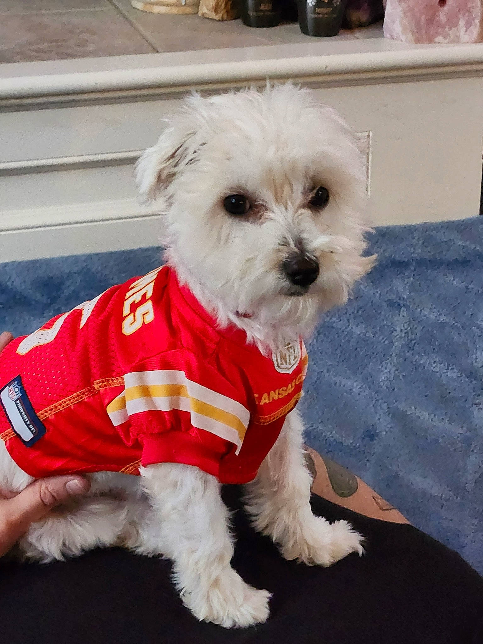 Maverick is registered to the contest to win money with this photo: canidae, carnivore, collar, companion_dog, dog, dog_breed, dog_clothes, dog_collar, dog_supply, fashion_accessory, firefighter, fur, maltepoo, pet_supply, small_terrier, snout, sporting_group, terrier, toy_dog, working_animal