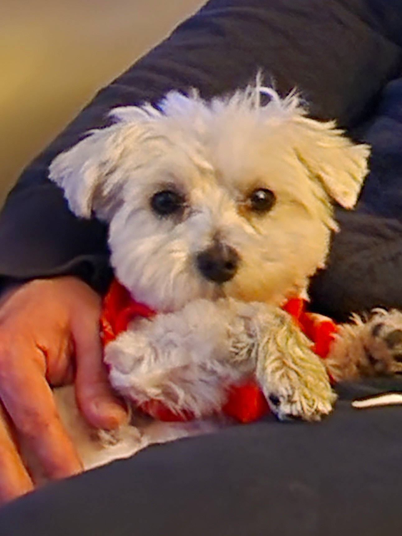 Maverick joined the competition — help win amazing prizes! canidae, carnivore, companion_dog, dog, dog_breed, dog_supply, fur, labradoodle, maltepoo, poodle_crossbreed, puppy_love, shih_poo, small_terrier, snout, sporting_group, terrier, toy_dog, water_dog, working_animal, yorkipoo