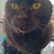 Chamallow participe au concours pour gagner de l'argent avec cette photo : animal, black_cat, cat, close_up, curious, cute, domestic_cat, ears, face, feline, fur, indoor, looking, mammal, nose, pet, portrait, whiskers, yellow_eyes