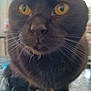 animal, black_cat, cat, close_up, curious, cute, domestic_cat, ears, face, feline, fur, indoor, looking, mammal, nose, pet, portrait, whiskers, yellow_eyes