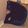 Chamallow participe au concours pour gagner de l'argent avec cette photo : animal, black_cat, box, cardboard_box, cat, cozy, curled_up, cute, domestic_animal, feline, fur, indoor, looking, mammal, pet, relaxed, resting, whiskers, wooden_floor, yellow_eyes