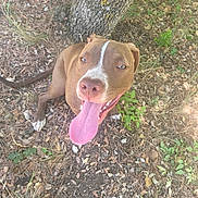 Gismo a rejoint le concours — aidez-le/la à gagner de superbes lots ! dog, canine, tongue_out, brown, white_markings, tree, forest_floor, leaves, grass, outdoor, nature, animal, happy, pet, mammal, closeup, sitting, daylight, lizard, ground