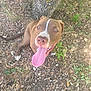 dog, canine, tongue_out, brown, white_markings, tree, forest_floor, leaves, grass, outdoor, nature, animal, happy, pet, mammal, closeup, sitting, daylight, lizard, ground