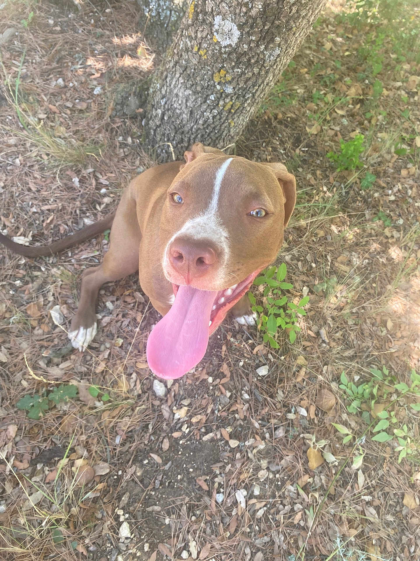 Gismo a rejoint le concours — aidez-le/la à gagner de superbes lots ! dog, canine, tongue_out, brown, white_markings, tree, forest_floor, leaves, grass, outdoor, nature, animal, happy, pet, mammal, closeup, sitting, daylight, lizard, ground