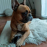 Obiwan participe au concours pour gagner de l'argent avec cette photo : dog, french_bulldog, pet, animal, portrait, sitting, indoors, blanket, fluffy_blanket, toy, brown_fur, black_muzzle, large_ears, wrinkled_face, dark_eyes, wooden_floor, window, radiator, tripod, home