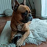 dog, french_bulldog, pet, animal, portrait, sitting, indoors, blanket, fluffy_blanket, toy, brown_fur, black_muzzle, large_ears, wrinkled_face, dark_eyes, wooden_floor, window, radiator, tripod, home