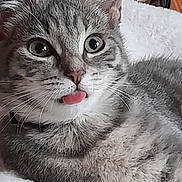 Kyra a rejoint le concours — aidez-le/la à gagner de superbes lots ! animal, cat, cheeky, close_up, cute, domestic_cat, eyes, feline, fur, gray_cat, indoor, laying, mischievous, nose, pet, relaxed, soft_blanket, tabby, tongue_out, whiskers