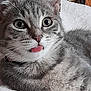 animal, cat, cheeky, close_up, cute, domestic_cat, eyes, feline, fur, gray_cat, indoor, laying, mischievous, nose, pet, relaxed, soft_blanket, tabby, tongue_out, whiskers