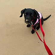 May joined the competition — help win amazing prizes! puppy, dog, black_dog, sand, beach, leash, harness, pet, animal, cute, outdoor, young_dog, canine, sandy_nose, sitting, looking_up, playful, companion, adorable, walking