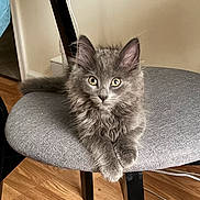 Tobi joined the competition — help win amazing prizes! kitten, cat, gray_cat, fluffy, indoor, chair, cushion, wood_floor, curious, pet, animal, feline, cute, small, young, domestic_cat, resting, looking, ears, whiskers