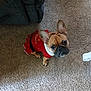 dog, french_bulldog, pet, sweater, red_clothing, carpet, indoor, cute, looking_up, small_dog, ears_up, animal, mammal, brown_dog, companion, curious, cozy, home, floor, sitting