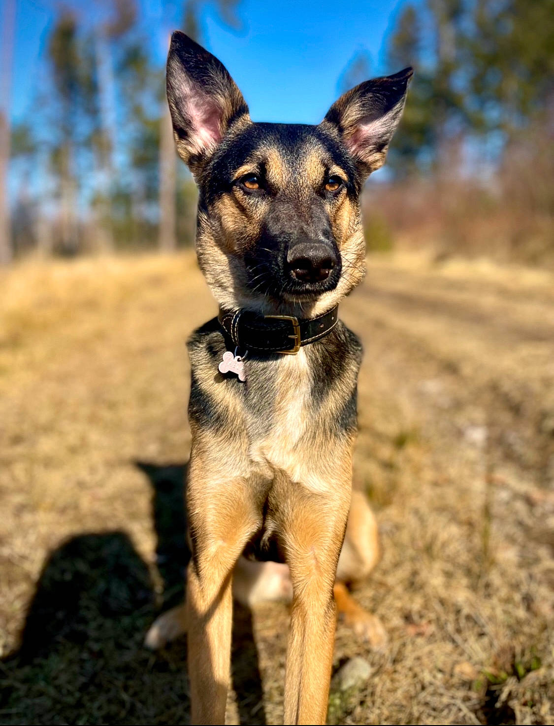 Aëla a rejoint le concours — aidez-le/la à gagner de superbes lots ! adventure, canidae, carnivore, collar, companion_dog, dog, dog_breed, dog_collar, dog_supply, fawn, grass, plant, sky, snout, soil, sporting_group, terrestrial_animal, tree, working_animal, working_dog