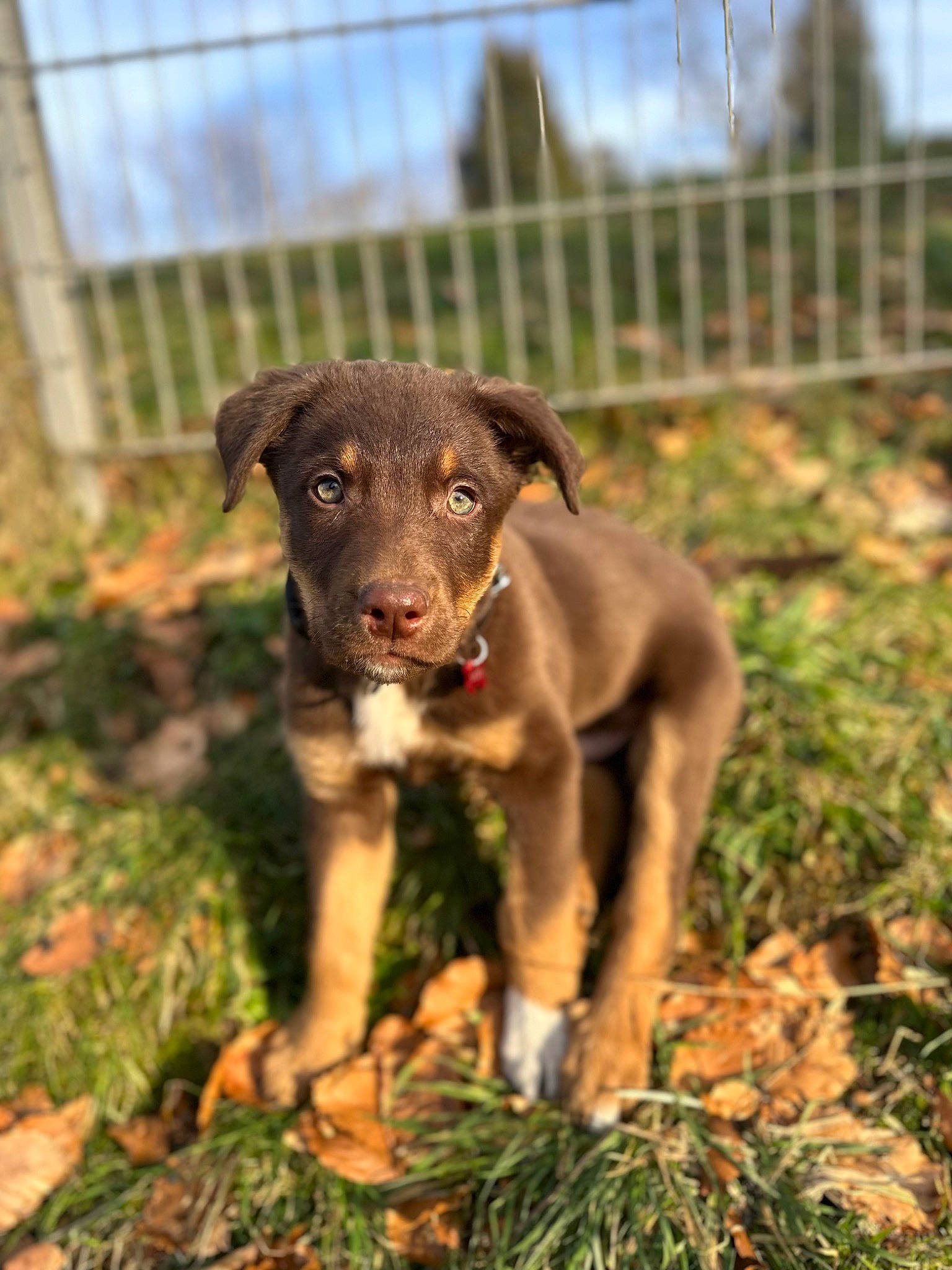 Läsko participe au concours pour gagner de l'argent avec cette photo : borador, canidae, carnivore, companion_dog, dog, dog_breed, fawn, fence, grass, gun_dog, liver, plant, sky, snout, soil, sporting_group, tail, terrestrial_animal, working_animal, working_dog