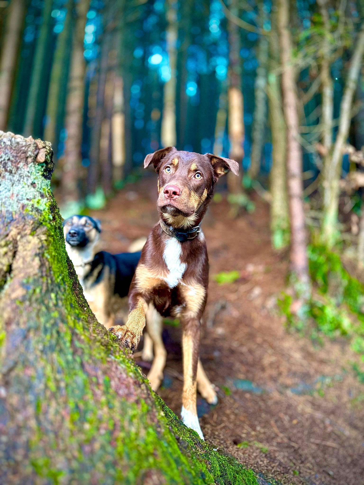 Läsko participe au concours pour gagner de l'argent avec cette photo : canidae, carnivore, companion_dog, dog, dog_breed, fawn, forest, grass, jungle, liver, plant, snout, sporting_group, terrestrial_animal, terrestrial_plant, tree, trunk, wood, woodland, working_animal