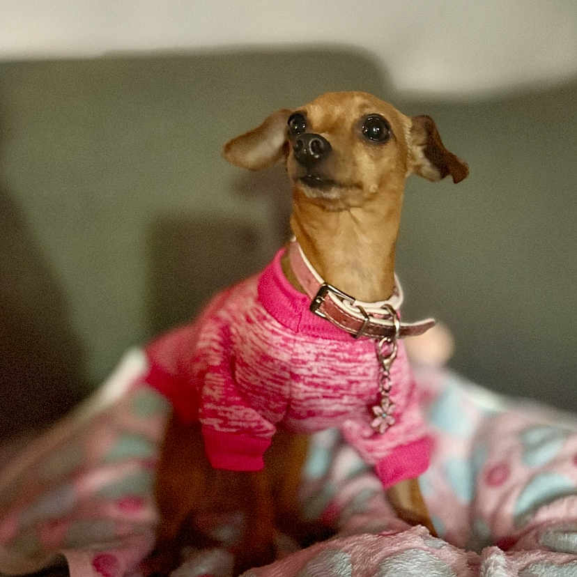 Daisy