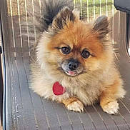 Yoga joined the competition — help win amazing prizes! dog, pomeranian, fluffy, small_dog, portrait, sitting, tongue_out, collar, heart_tag, fur, orange_fur, black_eyes, cute, pet, indoor, chair, window, natural_light, close_up, companion_animal