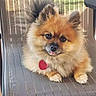 dog, pomeranian, fluffy, small_dog, portrait, sitting, tongue_out, collar, heart_tag, fur, orange_fur, black_eyes, cute, pet, indoor, chair, window, natural_light, close_up, companion_animal
