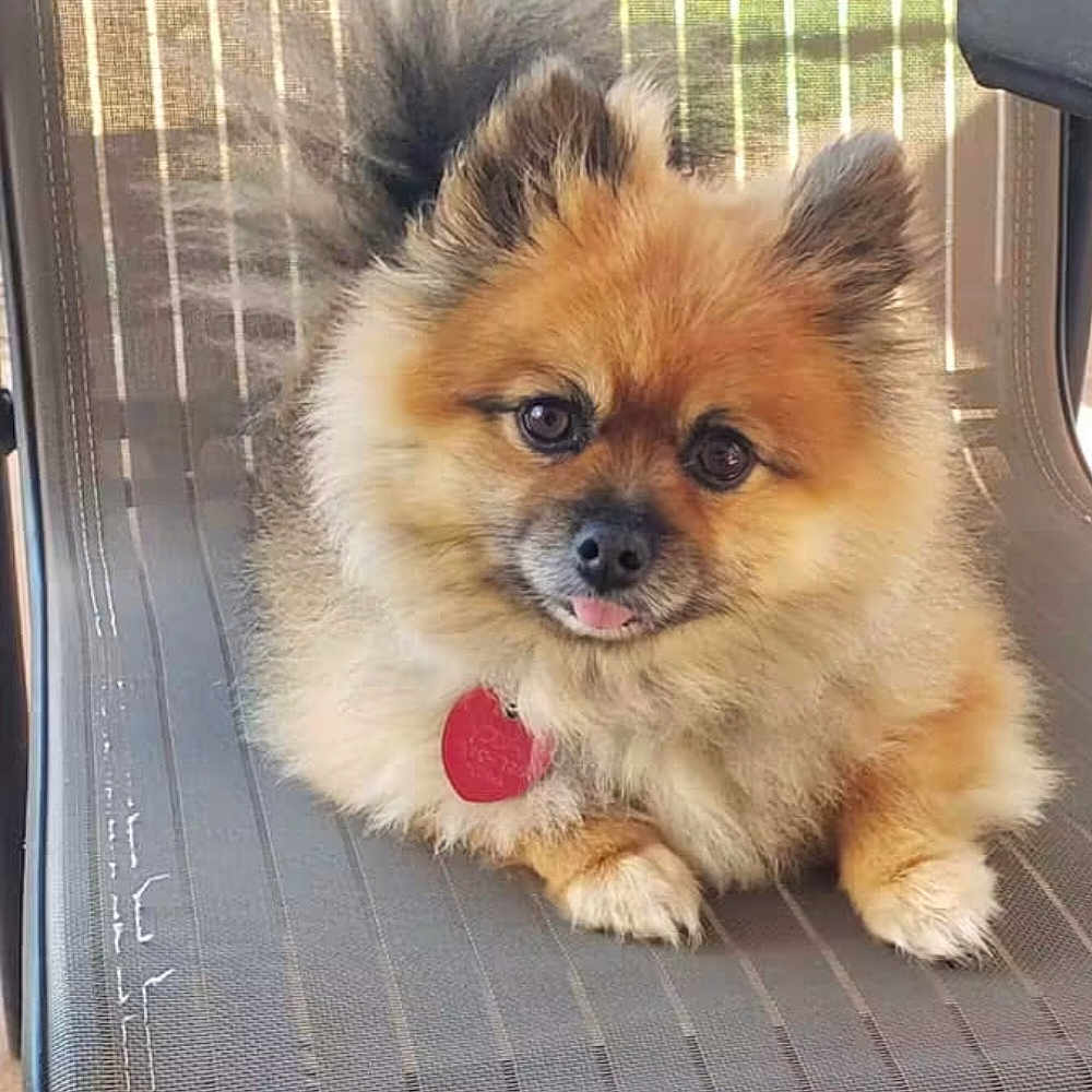 Yoga joined the competition — help win amazing prizes! dog, pomeranian, fluffy, small_dog, portrait, sitting, tongue_out, collar, heart_tag, fur, orange_fur, black_eyes, cute, pet, indoor, chair, window, natural_light, close_up, companion_animal