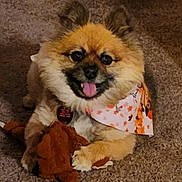 Yoda is registered to the contest to win money with this photo: dog, puppy, bandana, toy, carpet, pet, happy, tongue_out, fluffy, brown, cute, indoor, playful, animal, canine, small_dog, fur, smiling, lying_down, domestic_animal