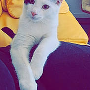 Simba a rejoint le concours — aidez-le/la à gagner de superbes lots ! cat, white_cat, black_markings, pet, animal, indoor, yellow_couch, fur, whiskers, relaxed, curious, front_paws, person_lap, seated, furniture, home, cozy, domestic, cute, companion