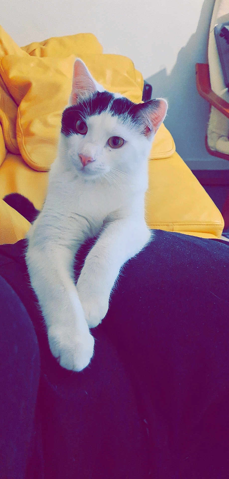 Simba a rejoint le concours — aidez-le/la à gagner de superbes lots ! cat, white_cat, black_markings, pet, animal, indoor, yellow_couch, fur, whiskers, relaxed, curious, front_paws, person_lap, seated, furniture, home, cozy, domestic, cute, companion