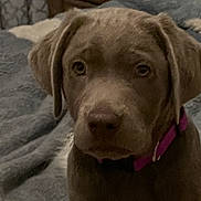 Paisley joined the competition — help win amazing prizes! dog, puppy, chocolate_lab, brown_fur, pink_collar, sitting, bed, bedroom, indoors, portrait, pet, canine, floppy_ears, nose, eyes, close_up, home, blanket, furniture, photograph