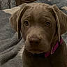 dog, puppy, chocolate_lab, brown_fur, pink_collar, sitting, bed, bedroom, indoors, portrait, pet, canine, floppy_ears, nose, eyes, close_up, home, blanket, furniture, photograph
